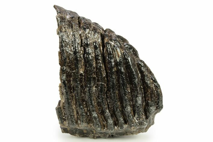 Partial Fossil Woolly Mammoth Molar - Siberia #259870